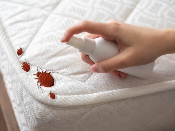 Best Emergency Pest Control  in Springfield, NE